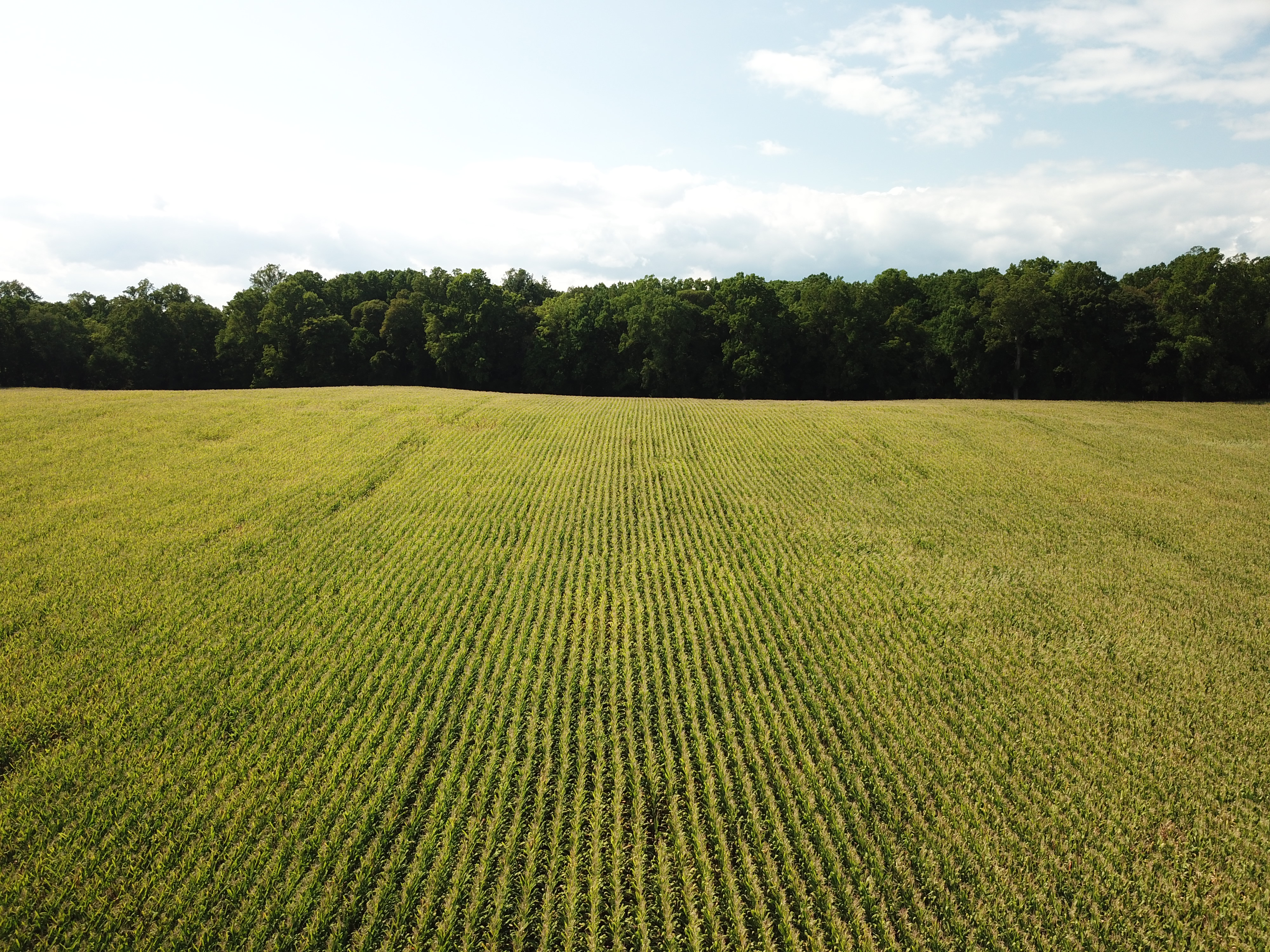 field.JPG